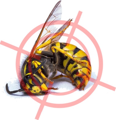 Close-up of a wasp showing the smooth, banded body