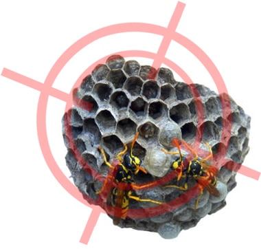 A wasp nest being treated at the entry point